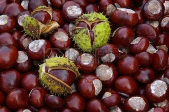 Conkers