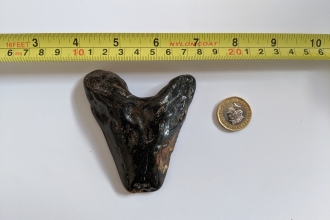 Naze Megalodon tooth