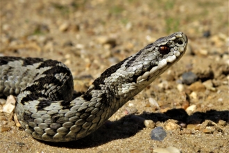 Adder