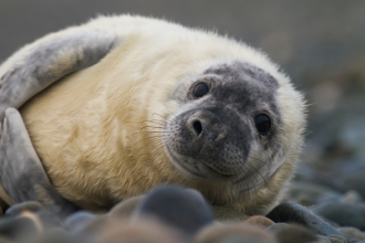 common seal