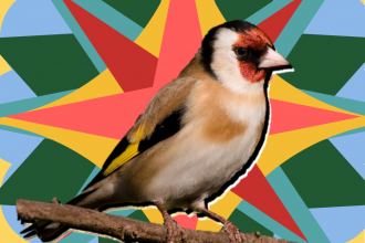 SITS - Goldfinch