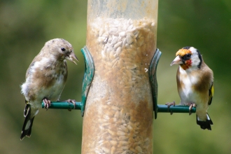 Goldfinch