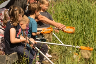 Pond Dipping at Wildfest