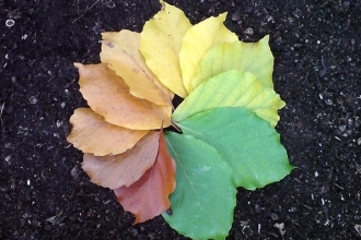 autumn colours