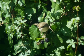 Common Whitethroat on Bramble