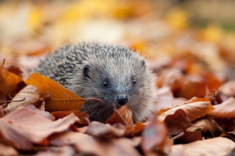 Hedgehog Tom Marshall