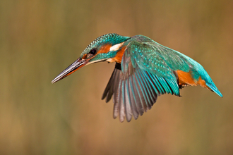 Kingfisher