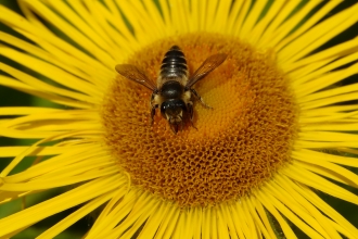 bee and flower