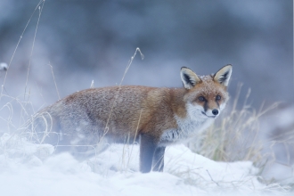 Red fox in snow