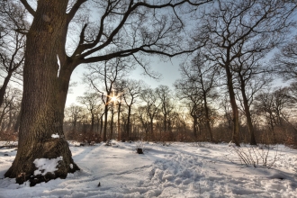 \Trees in the snow