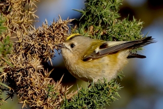 Goldcrest
