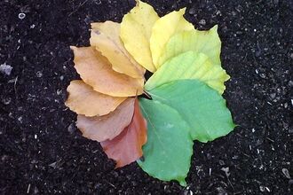 Autumn Colours