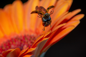 Photo: Lee Woodcraft - Gardener's World 