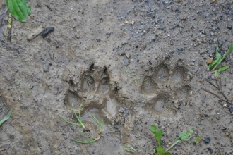 Animal Tracks
