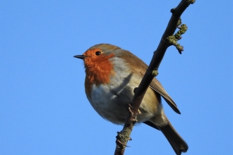 Birdsong