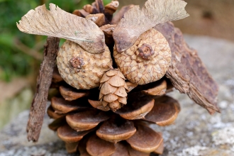 pine cone owl