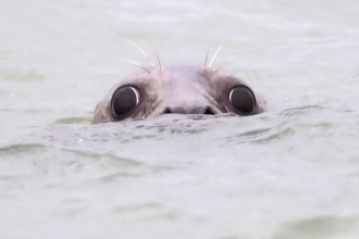 Grey seal by Andrew Armstrong