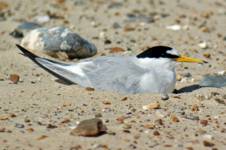 Little Tern