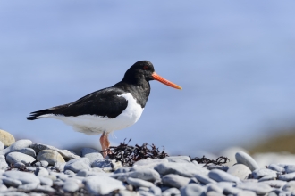 Oystercatcher