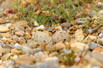 Oystercatcher Nest