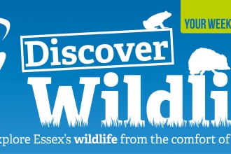 WildlifeTV banner 2