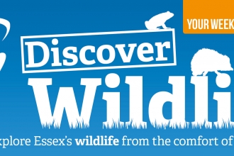 WildlifeTV Banner