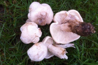 St George's Mushroom