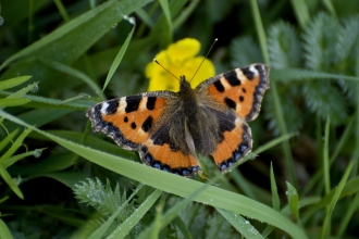 Small tortoiseshell butterfly