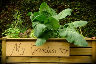 garden herbs