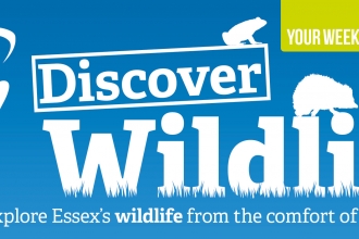 wildlife tv
