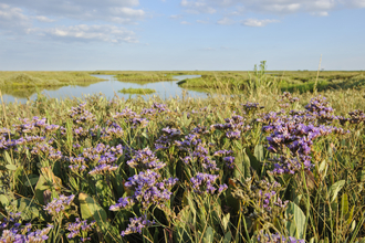 Common sea lavender (Limonium vulgare) Terry Whittaker/2020VISION