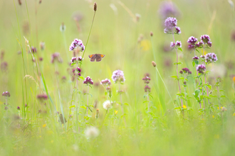 Summer butterfly meadow - Jon Hawkins Surrey Hills Photography
