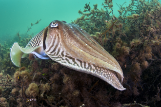 Cuttlefish