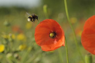 Buff-tailed bumble bee and poppy