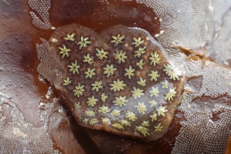 Star ascidian