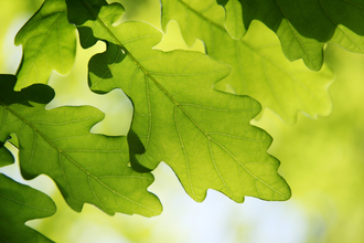 Oak tree leaves