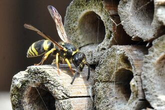 Wasp - Photography Competition 2019