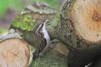 Tree creeper - John Bridges 