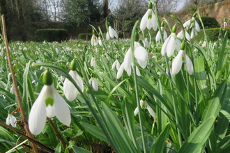 snow drops warley place