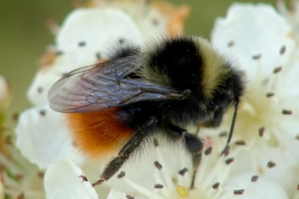 Bilberry bumblebee queen on hawthorn flower