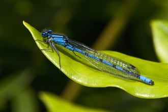 Common blue damselfly - Les Binns / Wildnet