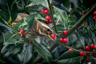 Plan your Wildlife Garden for 2021 Event