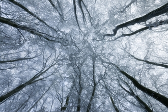 Winter woodland
