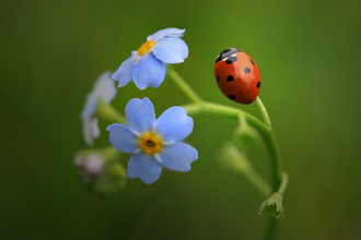 7 spot ladybird - Jon Hawkins / Surrey Hills Photography