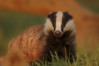 badger