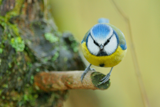 Blue tit - Photo: John Bridges