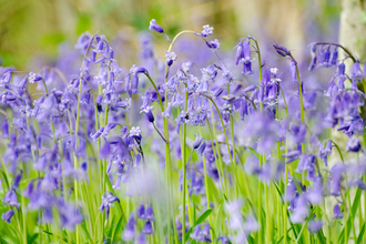 Bluebells - Photo: Josh Raper