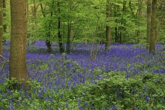 bluebells hanningfield