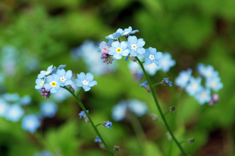 Forget-me-not