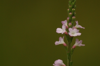 Vervain